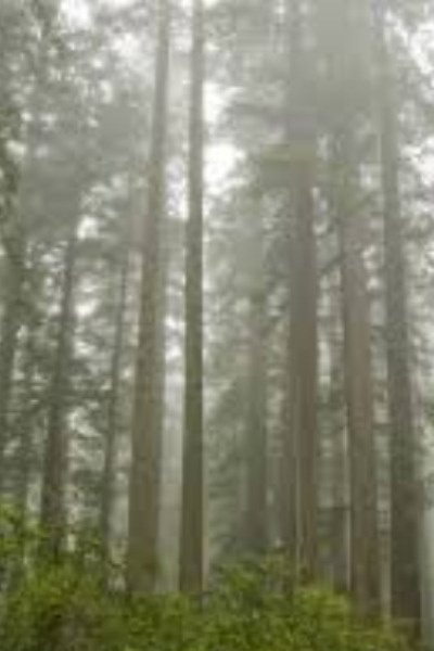 Wizard Of The Deep Woods